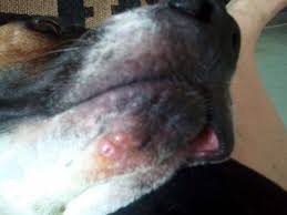 A hair is ingrown when it either grows back down into your dog's skin or fails to break through the dog's skin and winds up growing sideways within the skin. Pink Bumps On My Dog S Chin Anyone Know What They Might Be
