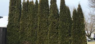 If you require a tall hedge. Arborvitae Stands Tall As A Low Maintenance Hedge Oregon State University