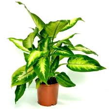 Dieffenbachia Camilla Florăria Tria S In 2020 Plant Leaves Plants Leaves