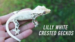 We specialize in a variety of high quality color and pattern morphs such as lilly whites, whitewall/whiteouts, pinstripes, extreme harlequins, dalmatians, reds and much much more! Lilly White Crested Geckos Breeders Holdbacks And More Youtube