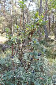 Image result for Vaccinium madagascariense