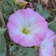 Image result for Convolvulaceae