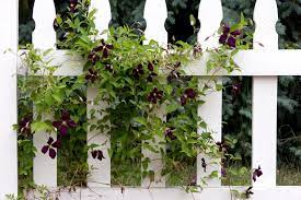 Wann sie clematis pflanzen sollten, ist nämlich abhängig von der temperatur des bodens. Clematis Einpflanzen Wann Wie Und Wo