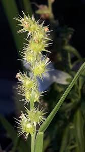 Image result for Cenchrus incertus