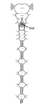 It gathers information from all over the body and coordinates activity. Nervous System Ent 425 General Entomology