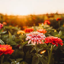 Address 1000 west franklin street evansville, in 47710 maps & directions. Flowers More Evansville Home Facebook