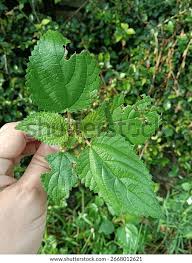 Image result for Tragia glabrata