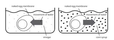 Osmosis.the movement of water molecules through a selectively permeable membrane from a region of high water concentration to low water concentration is call. Naked Eggs Osmosis Science World