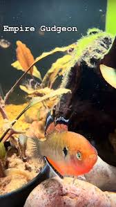 Image result for Heteromorpha sp. agg.