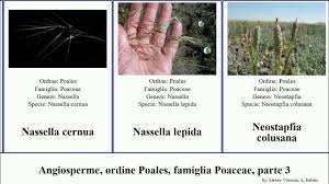 Image result for Andropogon festuciformis