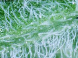 Uv Light To Boost Your Plants