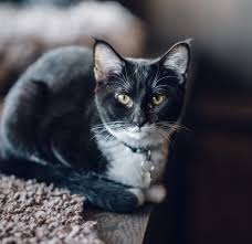 ‪How to Adopt a Cat From Java Whiskers Cat Cafe - Java Whiskers‬‏