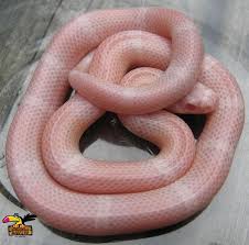 Buy Baby Sunglow Boa Constrictor Online Boa Constrictor For Sale