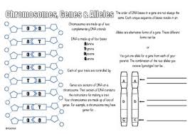 If the allele b is used to denote color blindness, circle the genotype(s) that correctly represent(s) a that his parents aren't his parents because his genes don't support that idea. Genes And Alleles Worksheets Teaching Resources Tpt