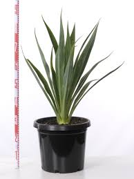 Image result for Beschorneria yuccoides