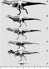 Ligabueino (meaning ligabue's little one) is a genus of noasaurid dinosaur named after its discoverer, italian doctor giancarlo ligabue. Allometry And Body Length Of Abelisauroid Theropods Pycnonemosaurus Nevesi Is The New King Sciencedirect