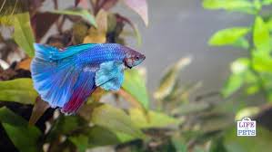 7 best betta fish tanks picking a size style and tank decor. How To Create The Perfect Aquascape For A Betta Fish Tank