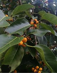 Image result for Ficus ingens