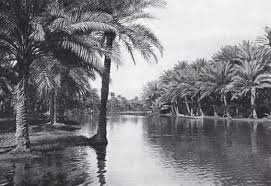 نخيل البصره Photo Historical Pictures Iraq