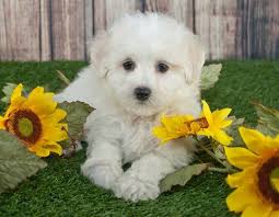 Maltipoo Dog Breed Information, Facts, Pictures & Price