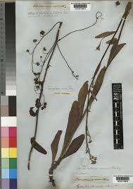 Image result for Cynoglossum hispidum