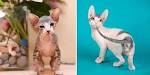 Sphynx Cat Breed Information, Pictures, Characteristics ...
