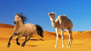 A camel's legs are twice as long as a horses. How Fast Camels Are Compared To Horses