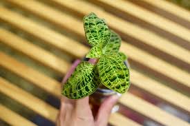 ジュエルオーキッドの成長記録 茶色で落ちそうな葉っぱが 駆け抜けて墓場まで