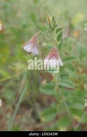 Image result for Hermannia boraginiflora
