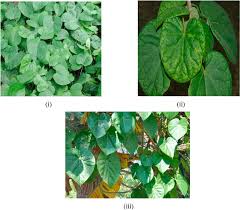 Image result for Tinospora