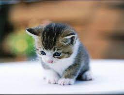  Paling Keren 29 Gambar Kucing Lucu Sedang Galau Gambar Kucing Lucu Sedang Galau Sigambar Baru Wow Gemes Inilah Gambar Gambar Kucing Lucu Kucing Anak Kucing