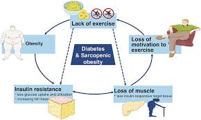 For example, firefox or chrome users can use the function. Frontiers Diabetes And Sarcopenic Obesity Pathogenesis Diagnosis And Treatments Endocrinology