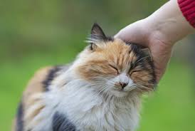 Look for mismatched pupils and. Where Your Cat Wants To Be Petted According To Science Mental Floss