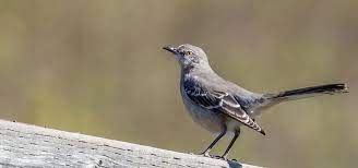 The national geographic guide to birding in north america | the great courses look into six categories of bird behavior, as they provide vital information for identification. Ten Backyard Bird Songs Nature In Novato