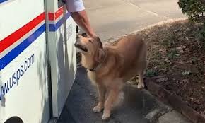 Golden Retriever Falls In Love With The Local Delivery Men Her Owner Starts Capturing Their Daily Routine On Camera In 2020 Retriever Golden Retriever Golden Retriever Fall