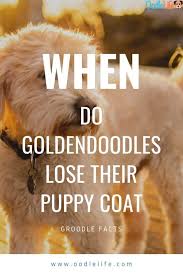 At 8 weeks of age, your puppy is on the same level as a one year old human toddler. When Do Goldendoodles Shed Their Puppy Coat Simple Age Guide For Coat Change Oodle Dogs