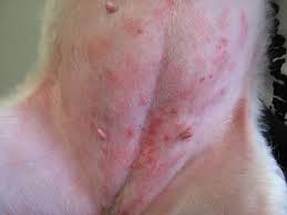 Dermatitis Why There Are Red Rash On Dog S Belly Enkivillage Rash On Dogs Belly Dog Skin Problem Dog Skin