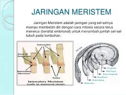 Power Point Meristem