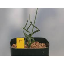 Image result for Dipcadi rigidifolium