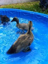 They have to keep their nasal cavities moist. Wash Ducks Or Ducklings Backyard Chickens Learn How To Raise Chickens
