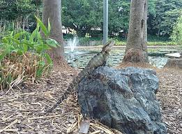 The australian water dragon (intellagama lesueurii), which includes the eastern water dragon (intellagama lesueurii lesueurii) and the gippsland water dragon (intellagama lesueurii howittii) subspecies, is an arboreal agamid species native to eastern australia from victoria northwards to queensland. Australian Water Dragon Wikiwand