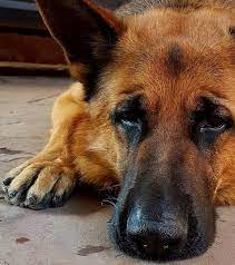 Jerry Lee Ovejero Aleman Ovejero Aleman Ovejero Aleman