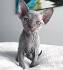 Hairless Cats: Breeds, Info and facts | Petfinder