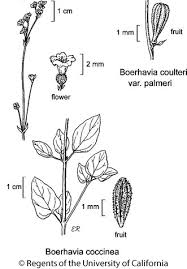 Image result for Boerhavia coccinea