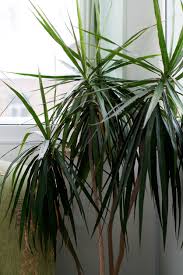 The dracaena fragrans and janet craig look the most like corn plants. Tips For Overwintering Dracaena Plants Learn About Dracaena Cold Tolerance