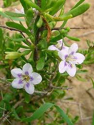 Image result for Schizocarphus nervosus