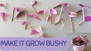 People hang these wandering jew plants in front of their windows, where they receive bring indirect sunlight. Grow A Bushy Tradescantia Zebrina The Easiest Way To Propagate Tradescantia Zebrina Wandering Jew Youtube