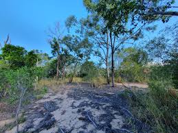 Image result for Elionurus platypus