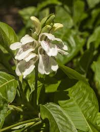 Image result for Justicia stachytarphetoides
