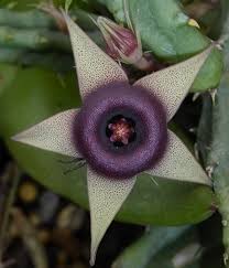Image result for Huernia procumbens